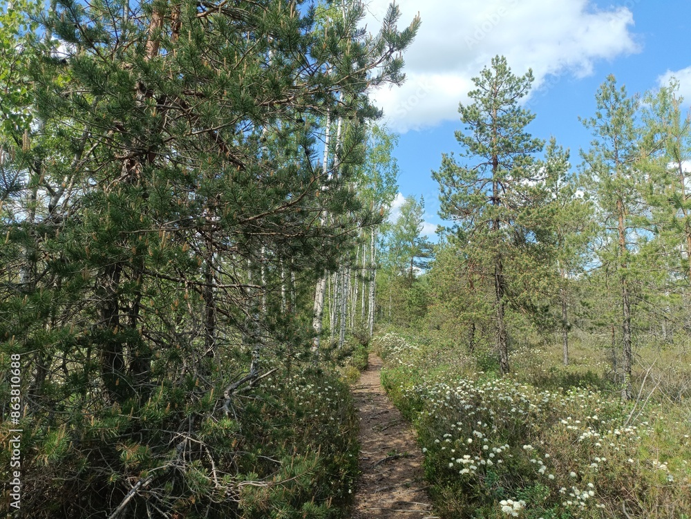 Rekyva forest during sunny summer day. Pine and birch tree woodland. Blueberry bushes are growing in woods. Sunny day with white and gray clouds in sky. Summer season. Nature. Rekyvos miskas. Rekyva forest during sunny summer day. Pine and birch tree woodland. Blueberry bushes are growing in woods. Sunny day with white and gray clouds in sky. Summer season. Nature. Rekyvos miskas.