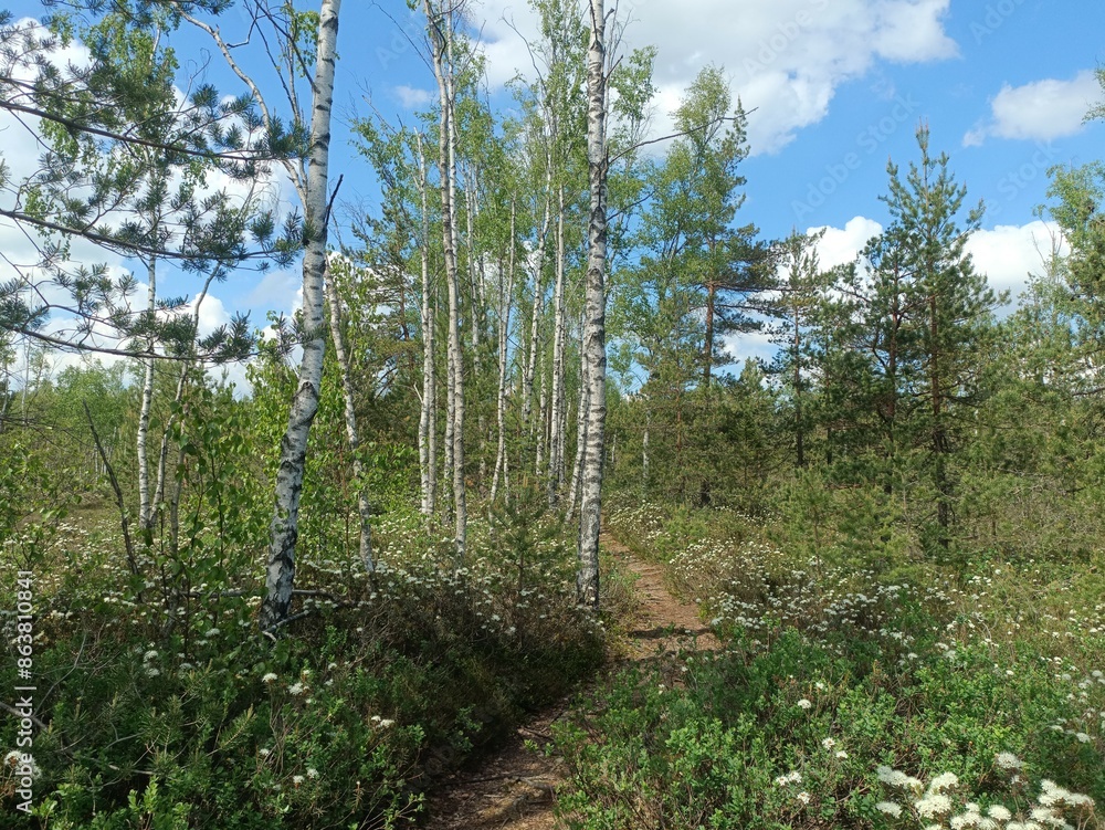 Rekyva forest during sunny summer day. Pine and birch tree woodland. Blueberry bushes are growing in woods. Sunny day with white and gray clouds in sky. Summer season. Nature. Rekyvos miskas. Rekyva forest during sunny summer day. Pine and birch tree woodland. Blueberry bushes are growing in woods. Sunny day with white and gray clouds in sky. Summer season. Nature. Rekyvos miskas.