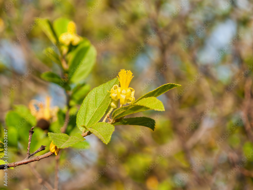 Grewia monticola yellow flower, commonly known as Cross Berry, Donkey Berry, Grey Raisin, Raisin Bush or Silver Raisin Grewia monticola yellow flower, commonly known as Cross Berry, Donkey Berry, Grey Raisin, Raisin Bush or Silver Raisin