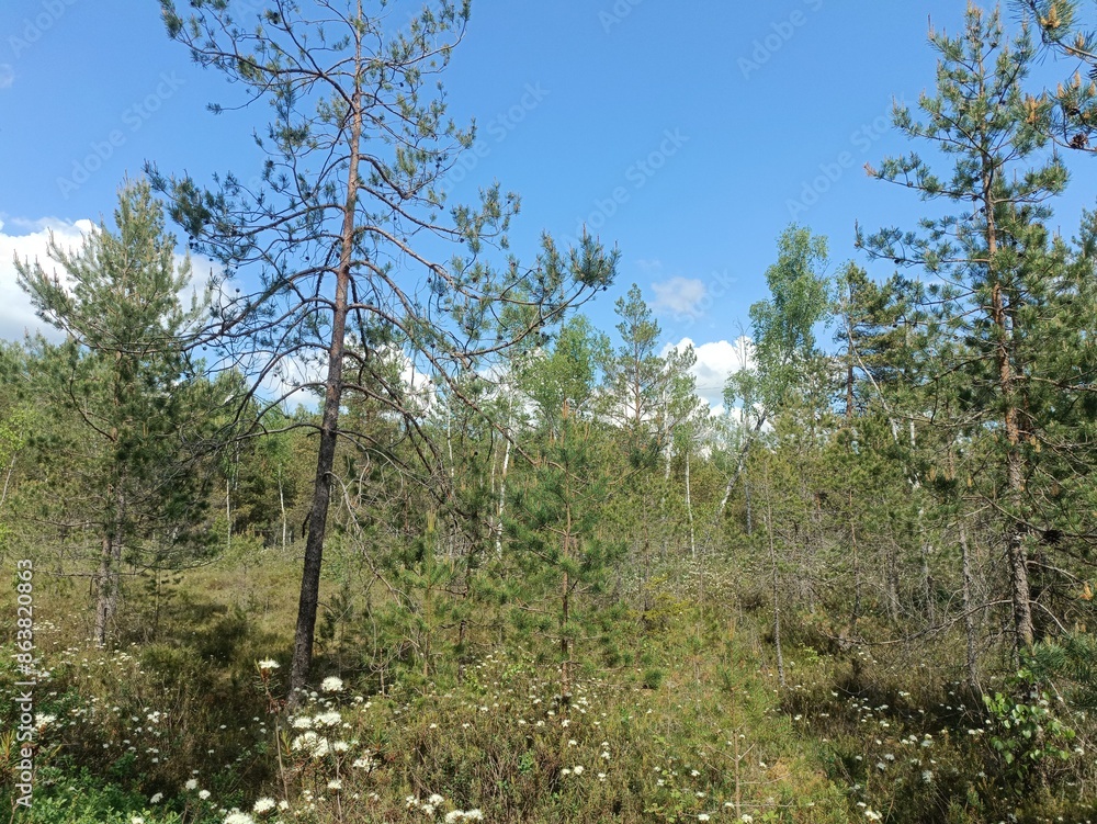 Rekyva forest during sunny summer day. Pine and birch tree woodland. Blueberry bushes are growing in woods. Sunny day with white and gray clouds in sky. Summer season. Nature. Rekyvos miskas. Rekyva forest during sunny summer day. Pine and birch tree woodland. Blueberry bushes are growing in woods. Sunny day with white and gray clouds in sky. Summer season. Nature. Rekyvos miskas.