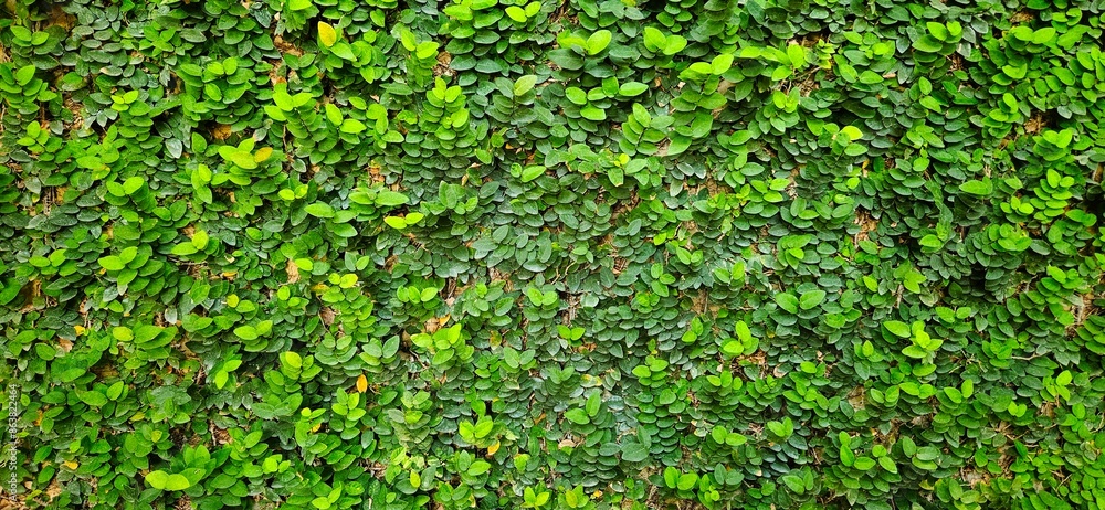 weed ivy plants wall background for drcoration on nature and organic life style. weed ivy plants wall background for drcoration on nature and organic life style.