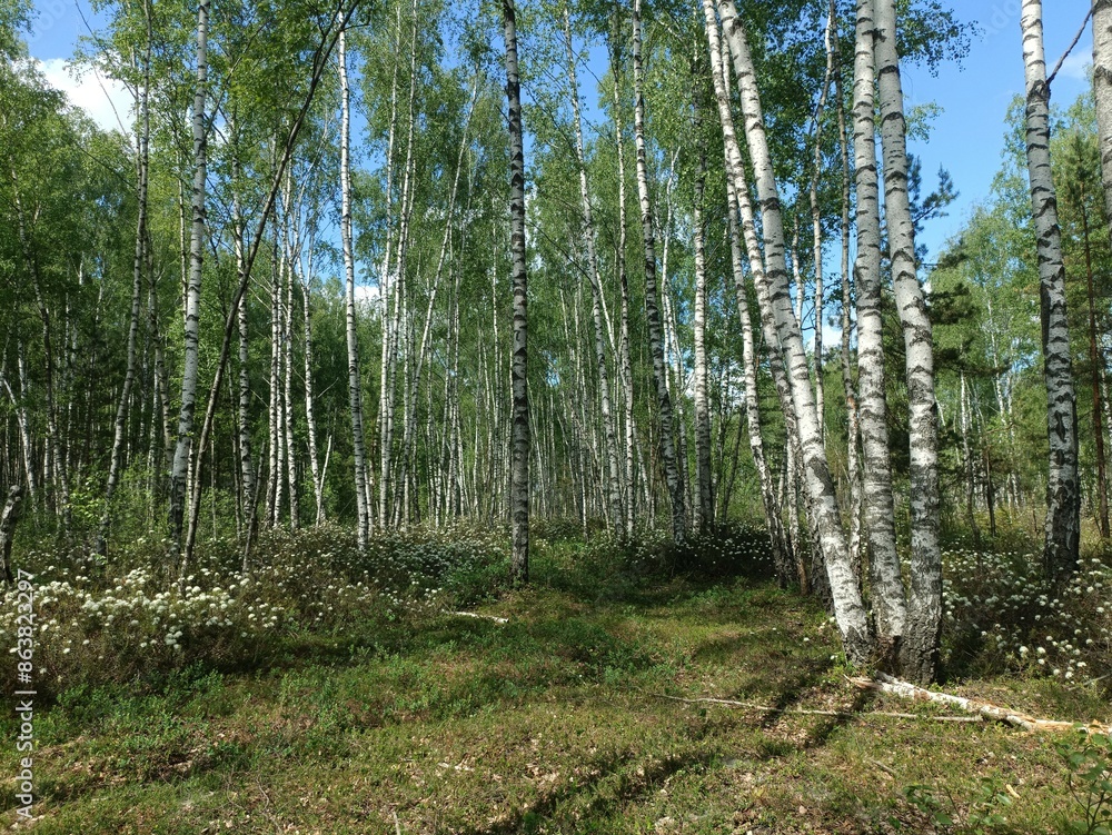 Rekyva forest during sunny summer day. Pine and birch tree woodland. Blueberry bushes are growing in woods. Sunny day with white and gray clouds in sky. Summer season. Nature. Rekyvos miskas. Rekyva forest during sunny summer day. Pine and birch tree woodland. Blueberry bushes are growing in woods. Sunny day with white and gray clouds in sky. Summer season. Nature. Rekyvos miskas.