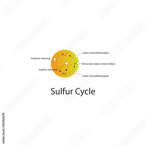 Diagram showing Sulphur cycle - conversion from SH2, SO4 - via bacteria - Sulfur chemolithotrophic, sulphur reducing, sulphate reducing.