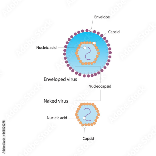 Diagram of virus structure - naked and enveloped virus - nucleic acid, capsid and envelope. Simple scientific illustration.