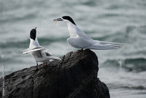 White-fronted tern (Sterna striata) pair in Bluff, New Zealand. Terns mate for life.