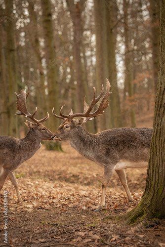 Fototapeta Naklejka Na Ścianę i Meble -  Vertical European Fallow Deer in Autumn Forest Park. Two Bucks with Antlers in Blatná, Czech Republic. 
