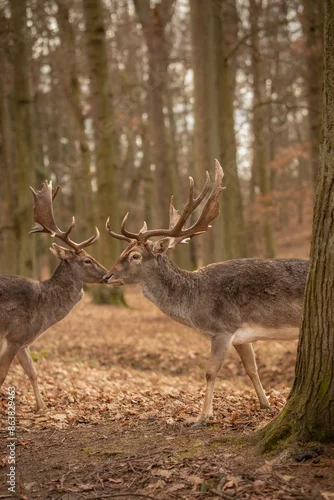 Obraz Vertical European Fallow Deer in Autumn Forest Park. Two Bucks with Antlers in Blatná, Czech Republic. 