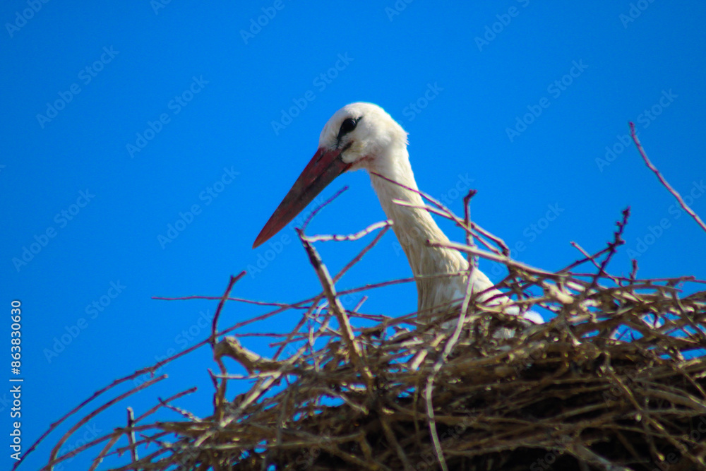 Fototapeta premium white stork in nest