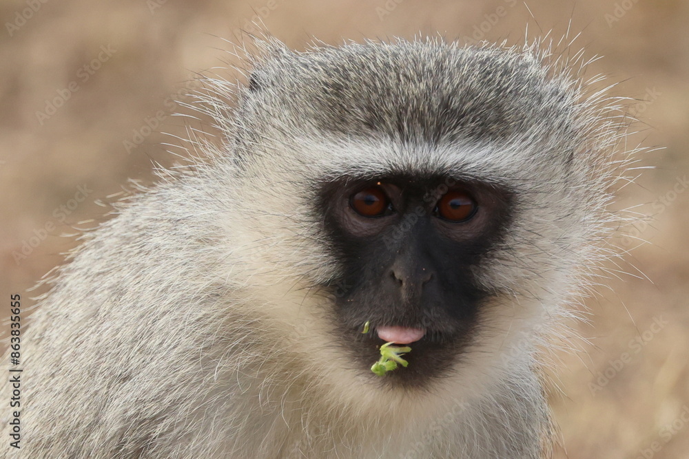 Obraz premium Monkey close-up