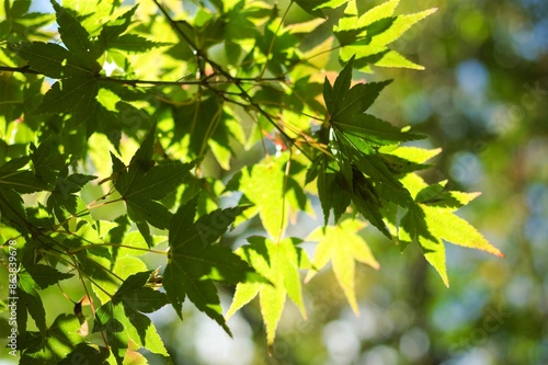 Sun-dappled green leaves on a Japanese maple tree growing at Nooroo Garden in the Blue Mountains of Sydney, Australia - Mount Wilson, New South Wales 