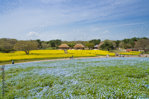 ひたち海浜公園春の花
