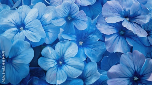 Fototapeta Naklejka Na Ścianę i Meble -  Blue summer flowers in full bloom