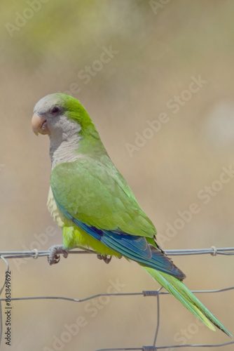 Monk Parakeet (Myiopsitta monachus), perched on a wire fence at the Mouth of the Rio Guadalhorce Natural Park, Malaga, Andalucia, Spain.