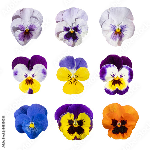 Violet Pansies Isolated, Color Viola Close up, Viola Flowers Set, Heartsease Collection, Johnny Jump up © ange1011