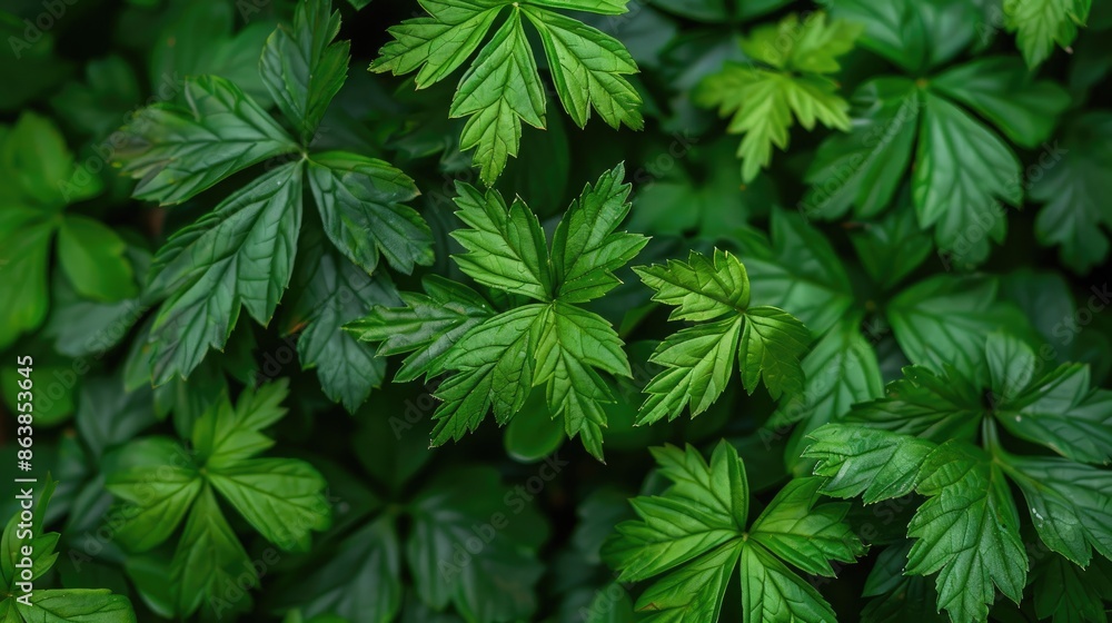 Macro view of green foliage Macro view of green foliage