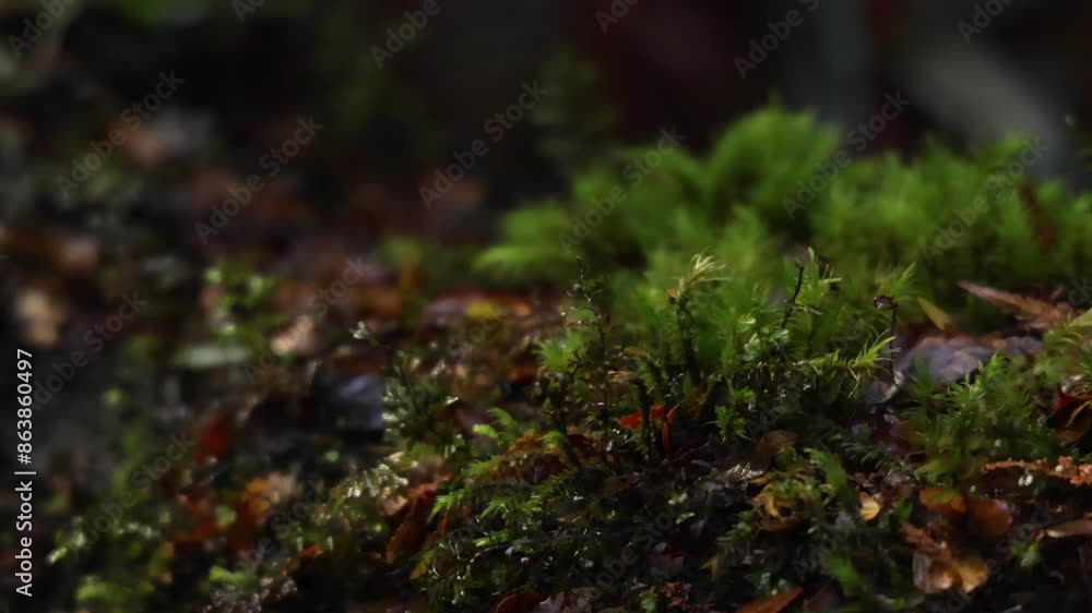 Fern Moss in Rainforest Close-Up Fern Moss in Rainforest Close-Up