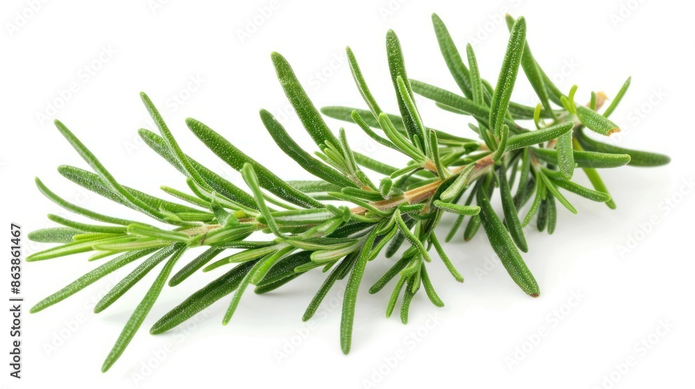 Rosemary leaves. Isolated on white background. Rosemary leaves. Isolated on white background.