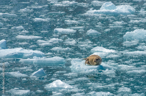 Harbor seal using ice floats and icebergs from the calving Aialik Glacier to sun bathe and rest, Kenai Fjords National Park, Seward, Alaska, USA photo