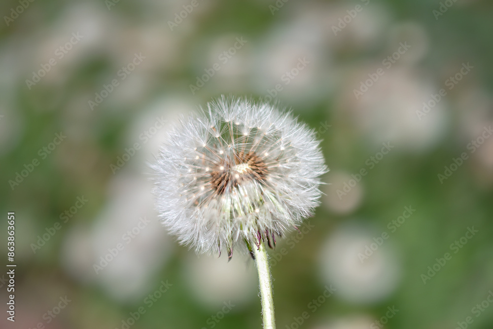 fluffy dandelion flower, close-up, selective focus fluffy dandelion flower, close-up, selective focus