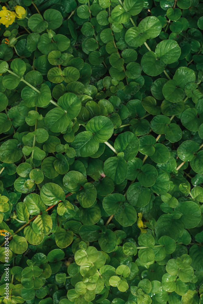 Fototapeta premium a groundcover young plant with small leaves. photo wallpapers. uniform coverage
