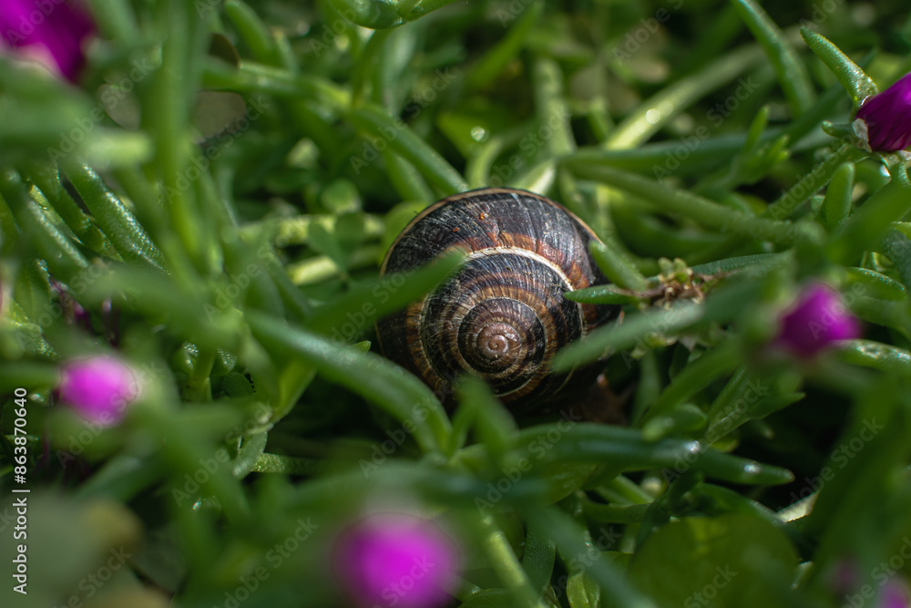 large brown snails in their natural habitat. the use of snail mucin in cosmetology. modern facial care technologies large brown snails in their natural habitat. the use of snail mucin in cosmetology. modern facial care technologies