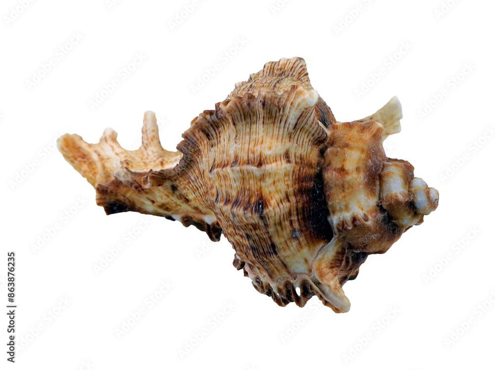 Beautiful sea shell Murex isolated on transparent, close-up, design element Beautiful sea shell Murex isolated on transparent, close-up, design element