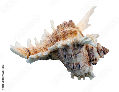Tableau sur toile Beautiful sea shell Murex isolated on transparent, close-up, design element