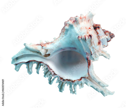 Fotografía Beautiful sea shell Murex isolated on transparent, close-up, design element