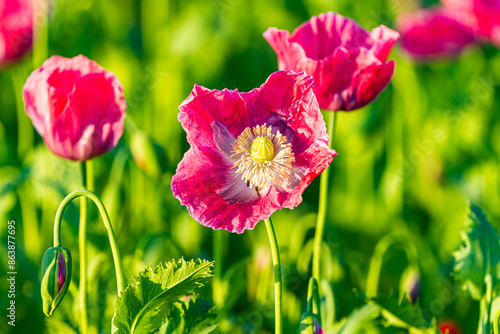 Mohnblüte in Germerode, Hessen