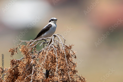 Northern Wheatear perched on dry tree branch