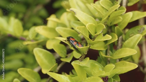 Froghopper insect on leafy plant close up stock footage photo