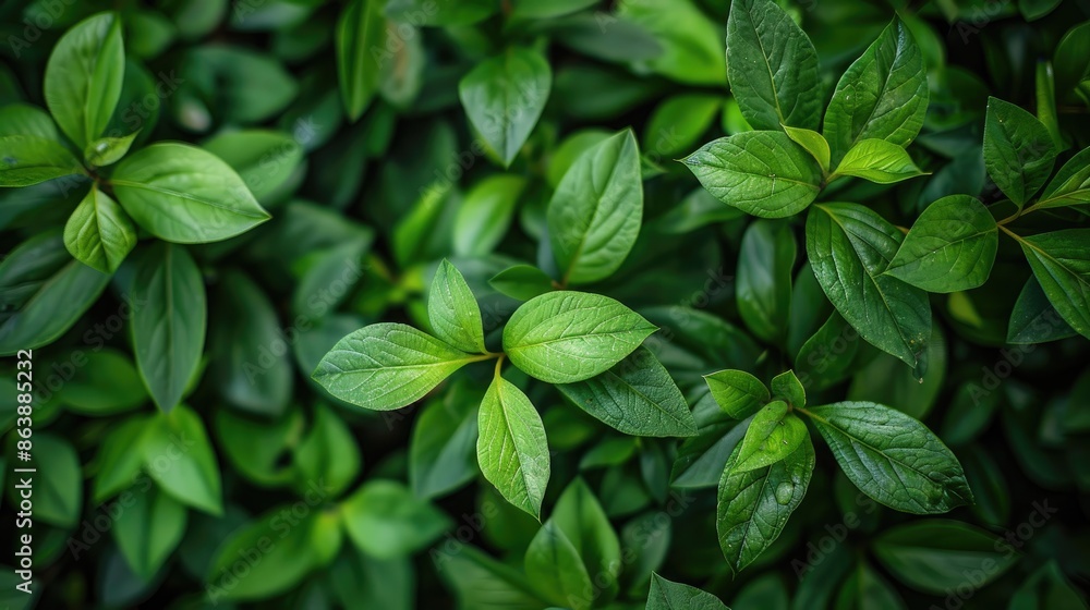 Close up view of green leaves in a garden ideal for background or wallpaper Close up view of green leaves in a garden ideal for background or wallpaper
