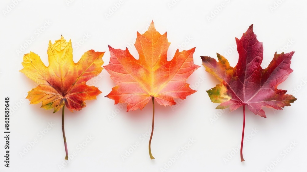 Three maple leaf flowers arranged in a row, isolated on white background. Three maple leaf flowers arranged in a row, isolated on white background.