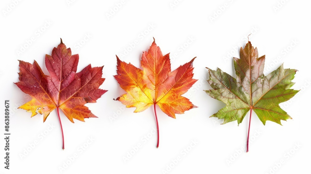 Three maple leaf flowers arranged in a row, isolated on white background. Three maple leaf flowers arranged in a row, isolated on white background.