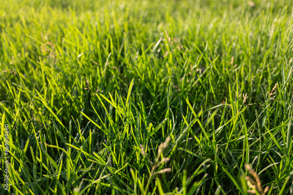 Background of green grass, nature in spring. Background of green grass, nature in spring.