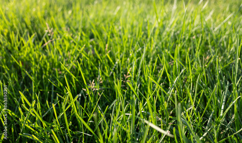 Background of green grass, nature in spring. Background of green grass, nature in spring.