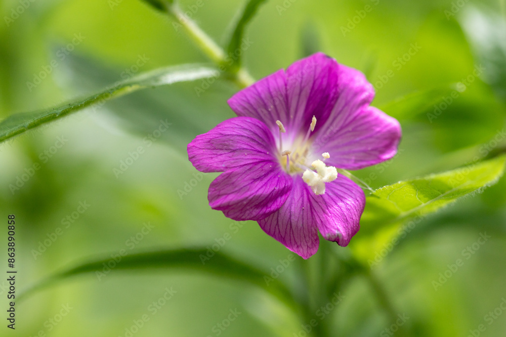 Close-up of a wildflower in nature Close-up of a wildflower in nature