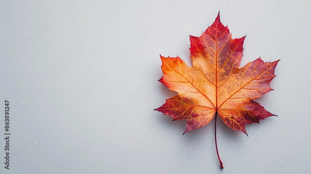 maple leaf isolated on white background maple leaf isolated on white background