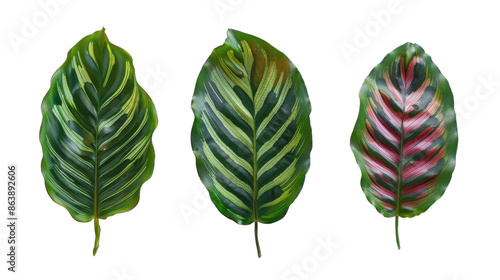 Calathea Orbifolia leaves on transparent background  photo