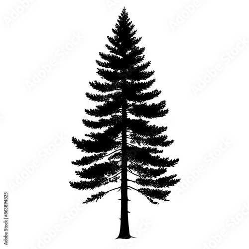 Douglas Fir tree silhouette. Vector illustration