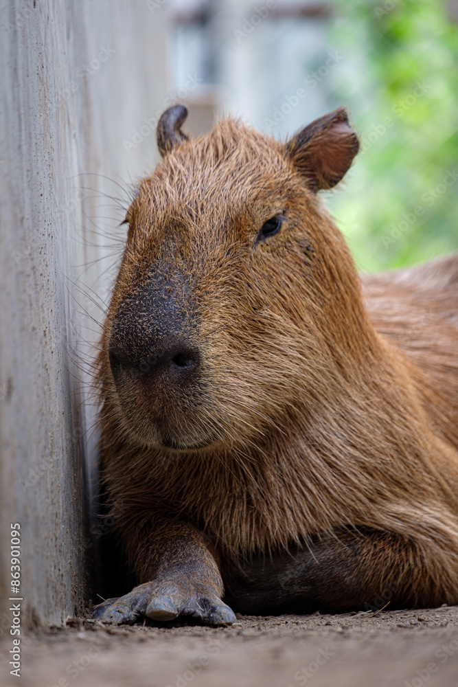 Close-up of a cute capybara sitting and looking around on a farm. Selective focus. Close-up of a cute capybara sitting and looking around on a farm. Selective focus.