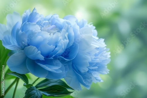 Fototapeta Naklejka Na Ścianę i Meble -  A single vibrant blue peony with lush green leaves, set against a softly blurred green background