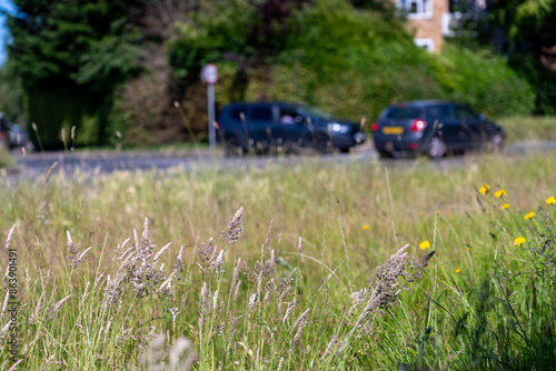 Grass verge left to grow along a busy roadside with blurred cars passing by
