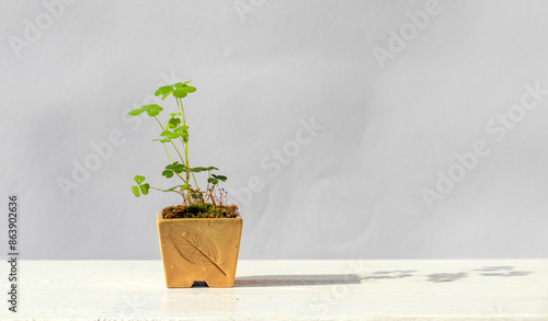 Kusamono sagebrush. Bonsai style plant. Home decor