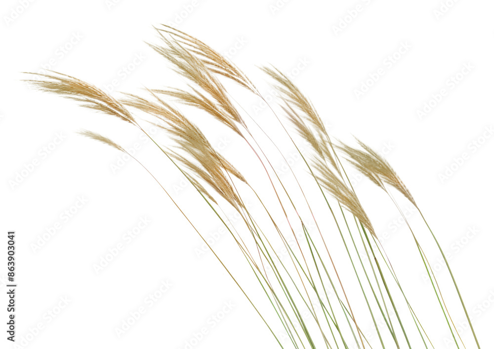 PNG Feather Reed grass plant reed white background. PNG Feather Reed grass plant reed white background.