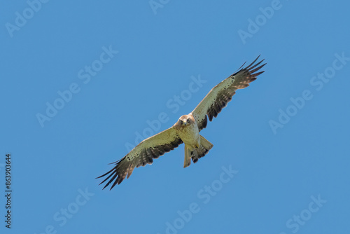 Booted eagle fly in the sky with wide opened wings