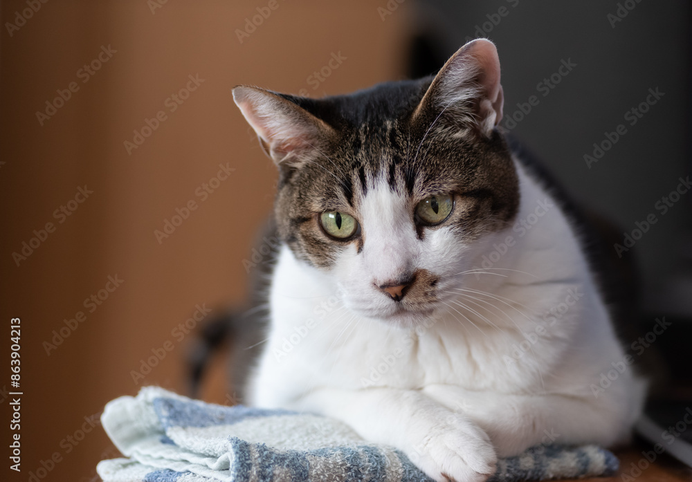 Fototapeta premium 見つめる猫 キジトラ白