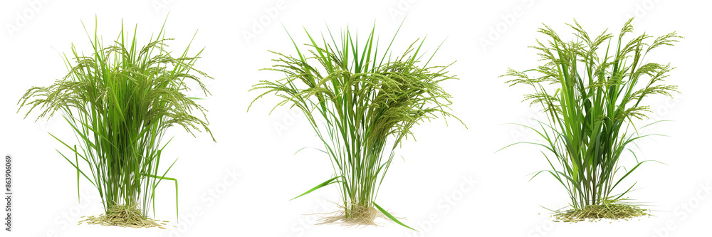 Fototapeta premium Set of A farmer in traditional attire tending to green rice plants in a flooded paddy field isolated on transparent background
