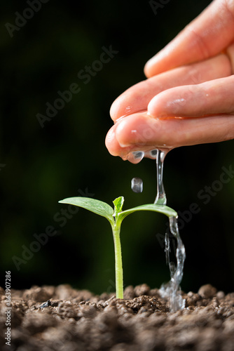 hand watering green sprout. Green seedling in soil.