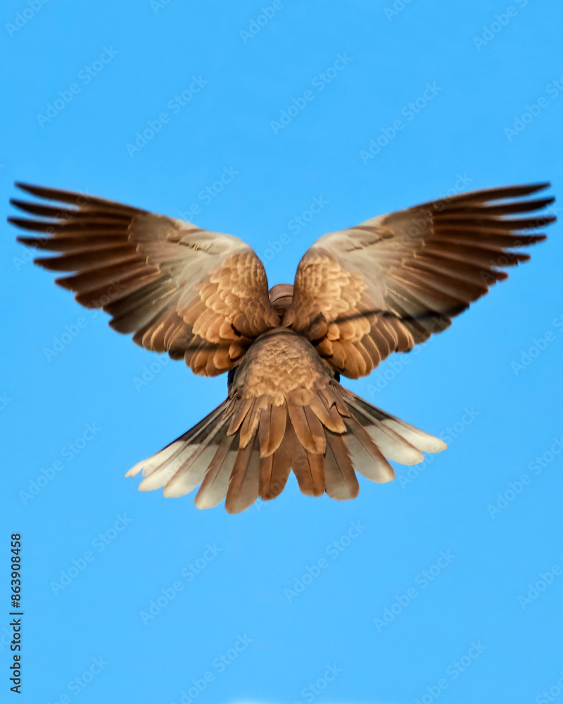 Obraz premium Tórtola en vuelo